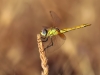 Sympetrum fonscolombii - male immature - IMG_4231