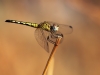 Diplacodes lefebvrii, female - IMG_4237