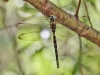 Boyeria irene - male - IMG_4265