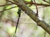 Boyeria irene - male - IMG_4289