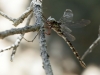 Boyeria irene - female immature - IMG_4330