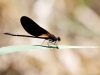 Calopteryx haemorrhoidalis - male - IMG_4356