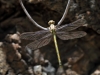 Onychogomphus uncatus - male - IMG_4388