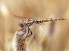 Trithemis annulata - female - IMG_4458