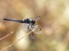 Diplacodes lefebvrii, female - IMG_4468