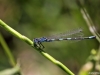 Coenagrion caerulescens male - Suedliche Azurjungfer_IMG_5201