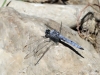 Orthetrum brunneum male_IMG_5202