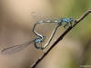 Coenagrion caerulescens copula - Suedliche Azurjungfer_IMG_5233
