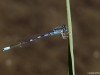Coenagrion scitulum male - Gabel-Azurjungfer_IMG_5257