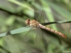 Onychogomphus forcipatus ssp. unguiculatus female teneral IMG_5276
