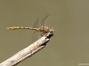 Onychogomphus costae male_IMG_5414