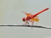 Trithemis kirbyi male _Feuerroter Sonnenzeiger IMG_5450
