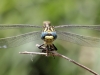 Onychogomphus forcipatus ssp. unguiculatus male_ IMG_5511
