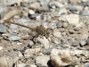 Onychogomphus costae female_ IMG_5515