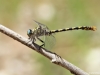 Onychogomphus forcipatus ssp. unguiculatus male IMG_5554