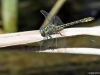 Gomphus simillimus male IMG_5609