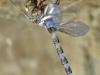 Boyeria irene female immature / teneral IMG_5637