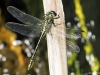 Gomphus simillimus male IMG_5702