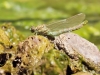 Onychogomphus forcipatus ssp. unguiculatus male emergence_5741