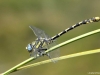 Onychogomphus uncatus male_IMG_5755