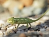 Chamaeleo chamaeleon IMG_5794