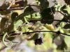 Chamaeleo chamaeleon IMG_5825