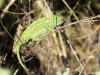 Chamaeleo chamaeleon in Andalusien_IMG_5842