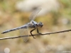 Orthetrum nitidinerve male - Gelbader-Blaupfeil_IMG_6263
