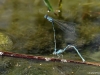 Coenagrion caerulescens ovipositing_IMG_6276