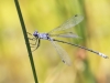 Lestes macrostigma - male IMG_2474