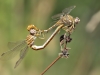 Onychogomphus costae - copula_IMG_0884
