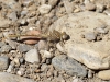 Onychogomphus costae - female_IMG_0764