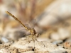 Onychogomphus costae - female_IMG_0848