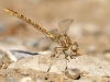 Onychogomphus costae - female_IMG_0874