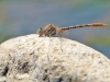 Onychogomphus costae male_IMG_5289