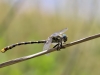 Onychopomphus uncatus - male_IMG_1608