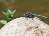 Orthetrum chrysostigma male - Rahmstreif-Blaupfeil_IMG_