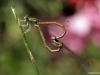 Platycnemis acutipennis mating_copula__IMG_5161