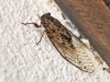 Cicadidae spec._IMG_1634