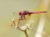 Trithemis annulata male_IMG_5335