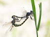 Zygonyx torridus - copula _IMG_3209