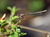 Platycnemis acutipennis - female_IMG_0992
