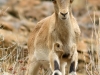 Capra pyrenaica