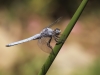 Orthetrum brunneum - brunneum_IMG_1493