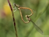 Platycnemis acutipennis mating_copula_IMG_5156