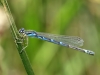 Coenagrion scitulum - female_IMG_1414