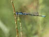 Coenagrion scitulum - male_IMG_1393