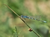 Coenagrion scitulum - male_IMG_1394