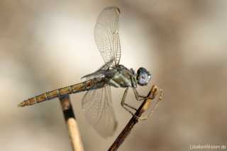 Orthetrum nitidinerve - female / co. by Sylvia Schulz_