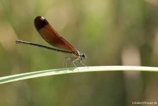 Calopteryx haemorrhoidalis - female IMG_8219